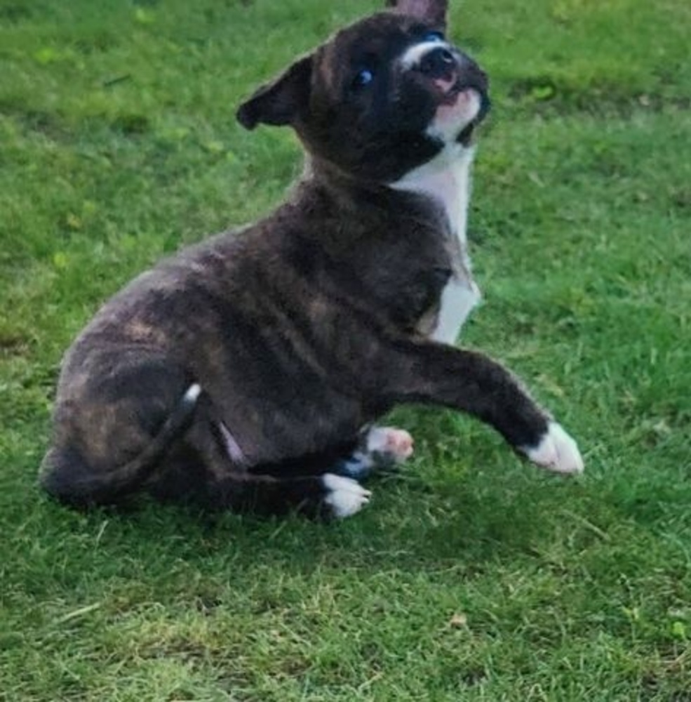 Meet your Posher, Psue